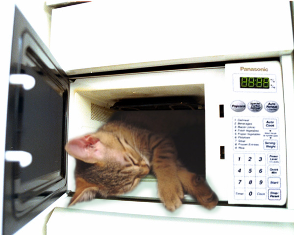 [kat_in_microwave.jpg]