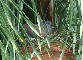 On the nest