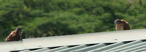 The Seychelles kestrel (Falco araea)