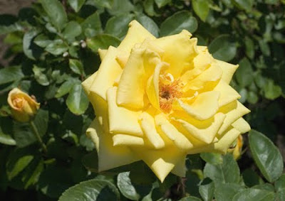 Single Yellow Rose for you Still