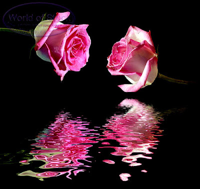 Pair love Romantic pink roses still