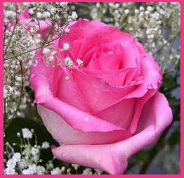 Single Lovely pink Rose image
