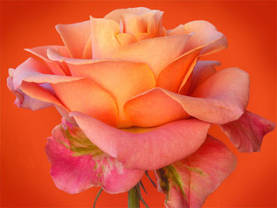 Romantic Bangalore orange rose still