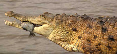 Problemática Ambiental del Río Cojedes y el caimán del Orinoco