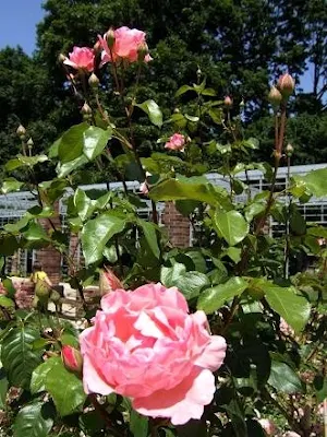 rose garden