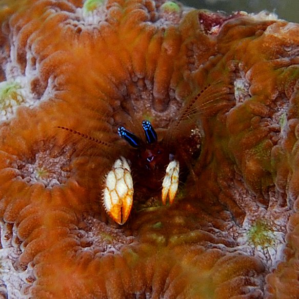 [Paguritta+coral+hermit+crab.JPG]