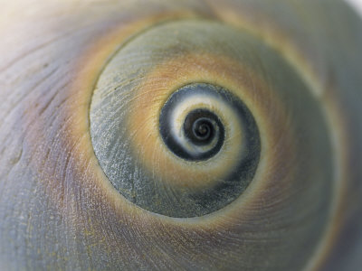 [Snail.jpg]