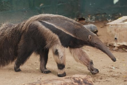 OSO%252520HORMIGUERO14%255B1%255D.jpg