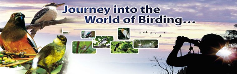 Journey into the World of Birding