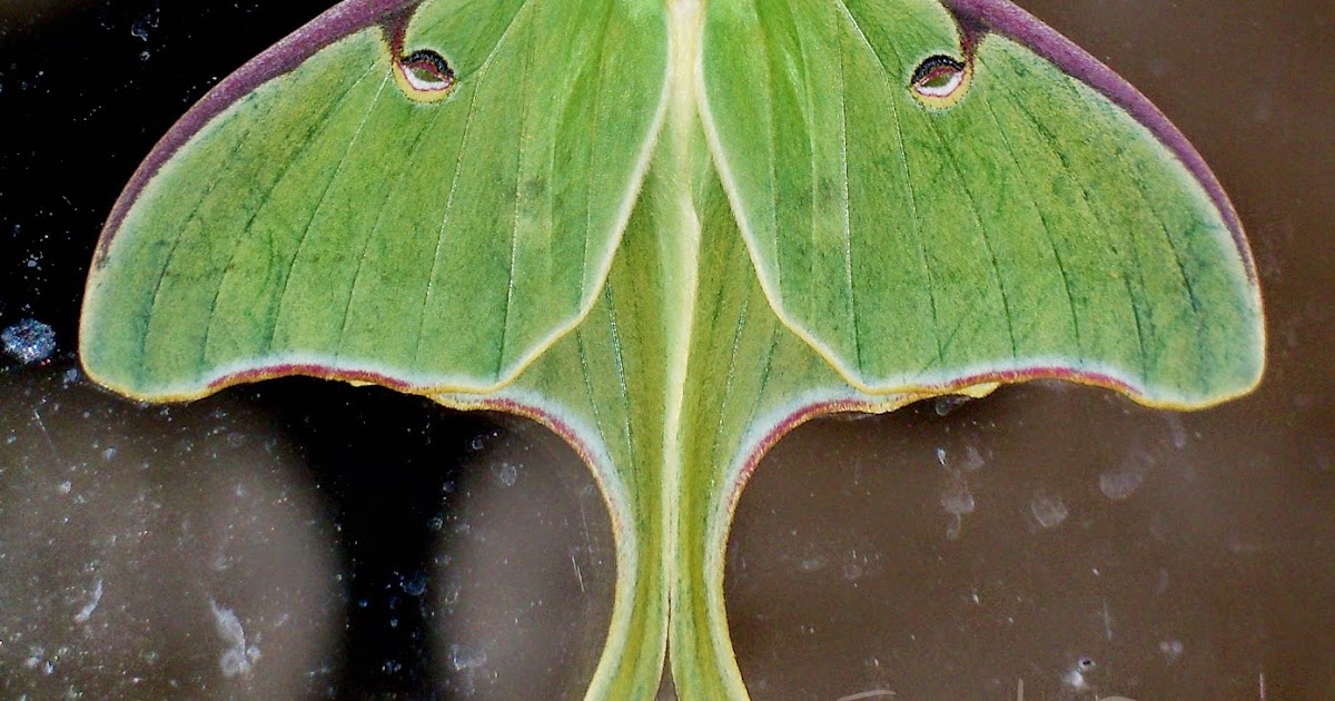 Yard and Garden Secrets Attract Luna Moth to Your Yard
