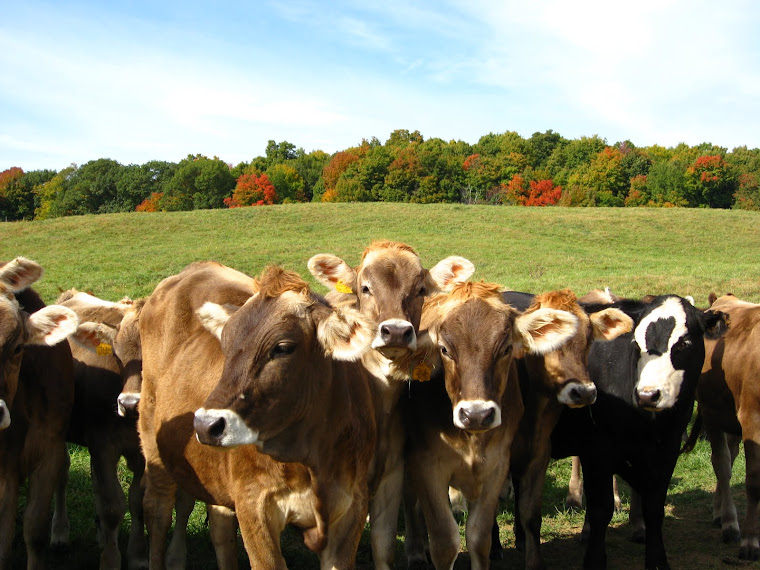 Shelburne Farms cows love the fall foliage