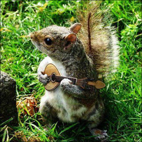lrg-751-banjo_squirrel.jpg