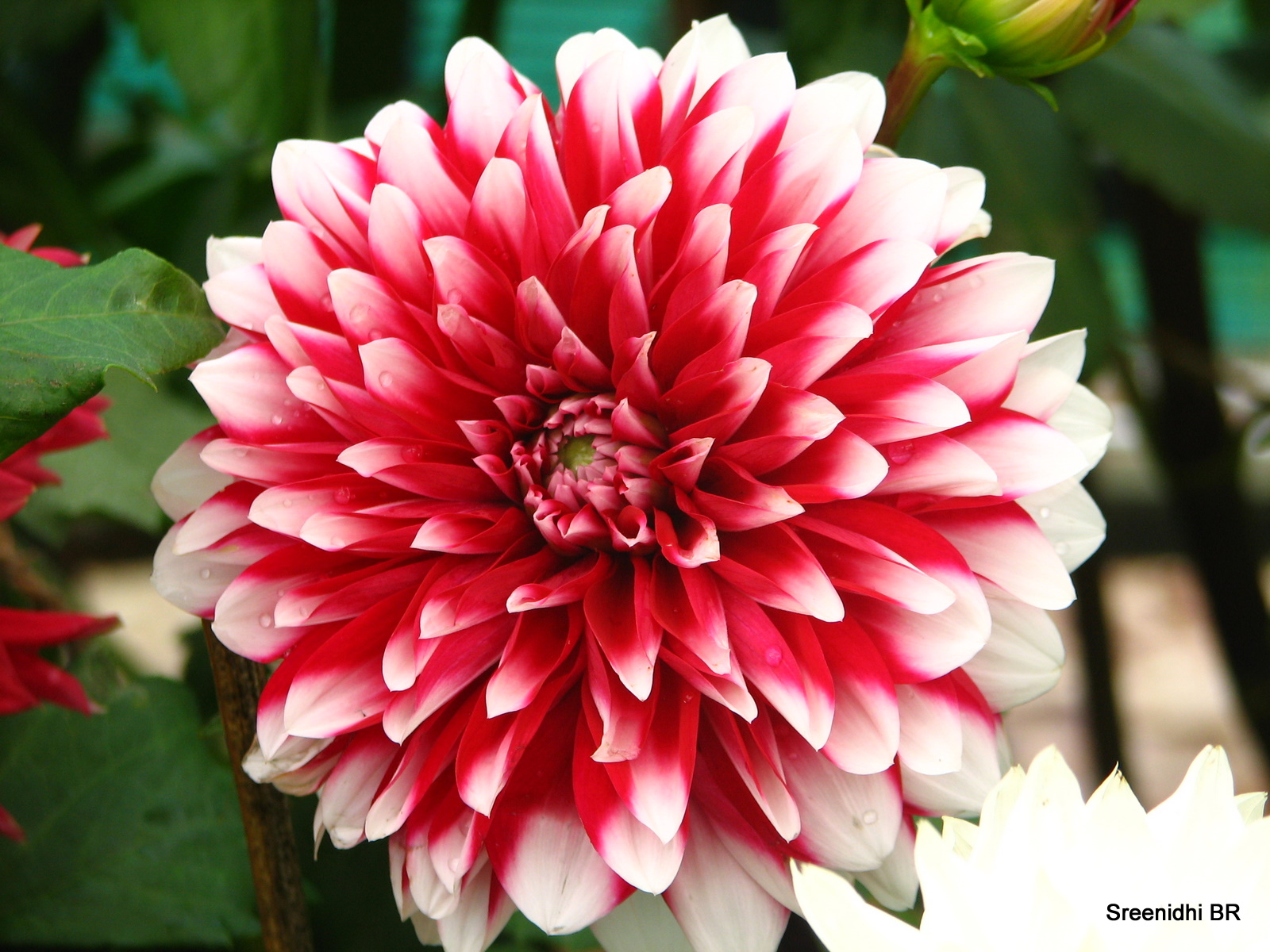 Peace Independence day flower show