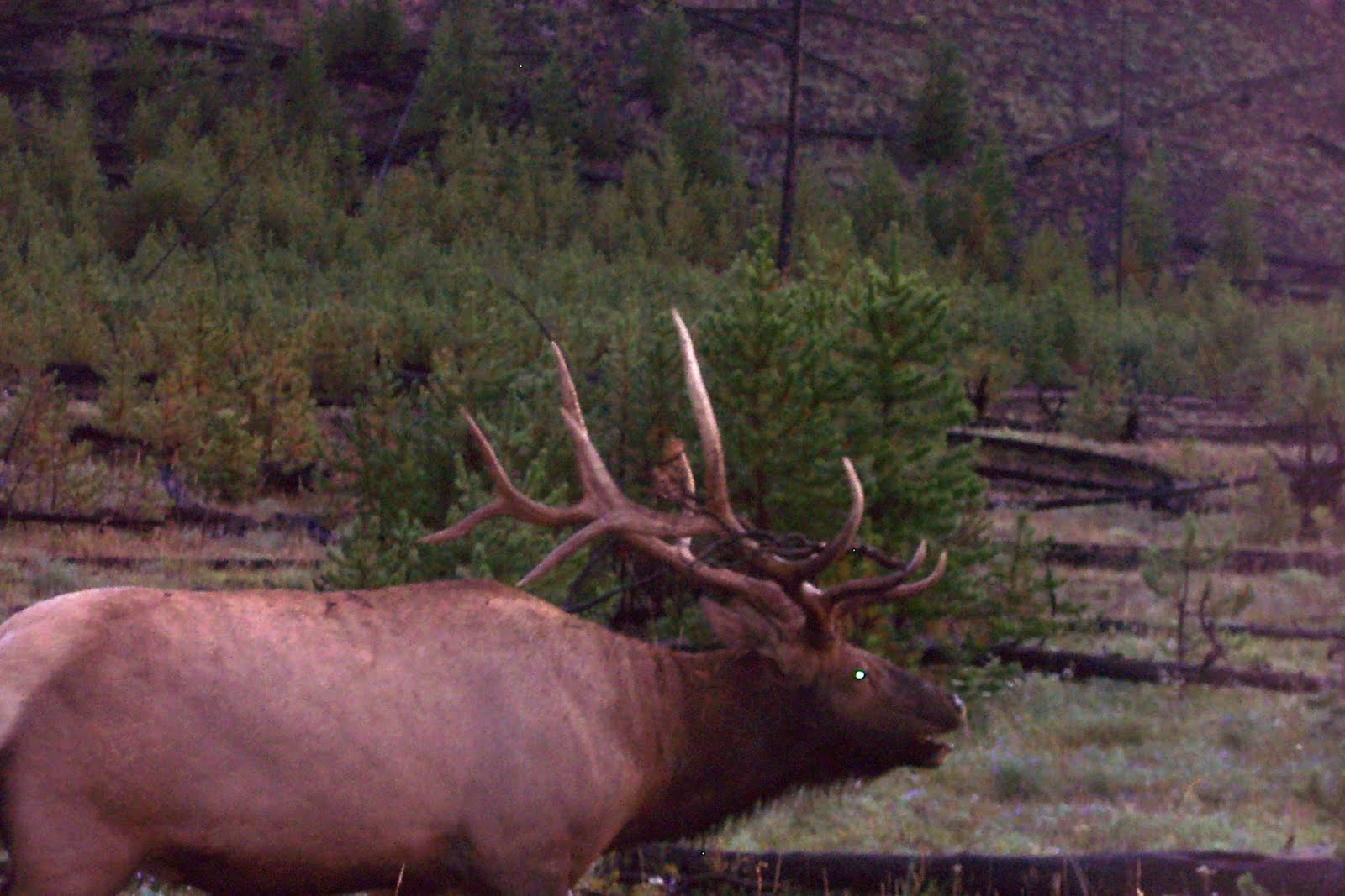 The Vault Hidden Agendas Of Conservation Groups