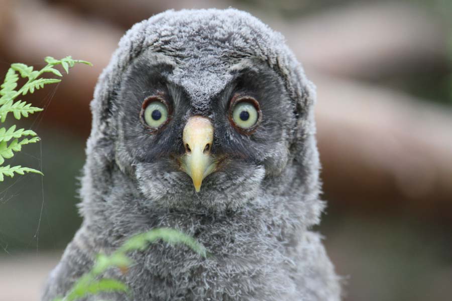 Simon and Karen Spavin: Great Grey Owl chicks