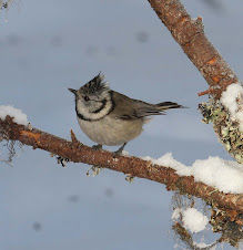 Crested Tits, Sweden