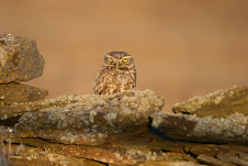 Little Owls