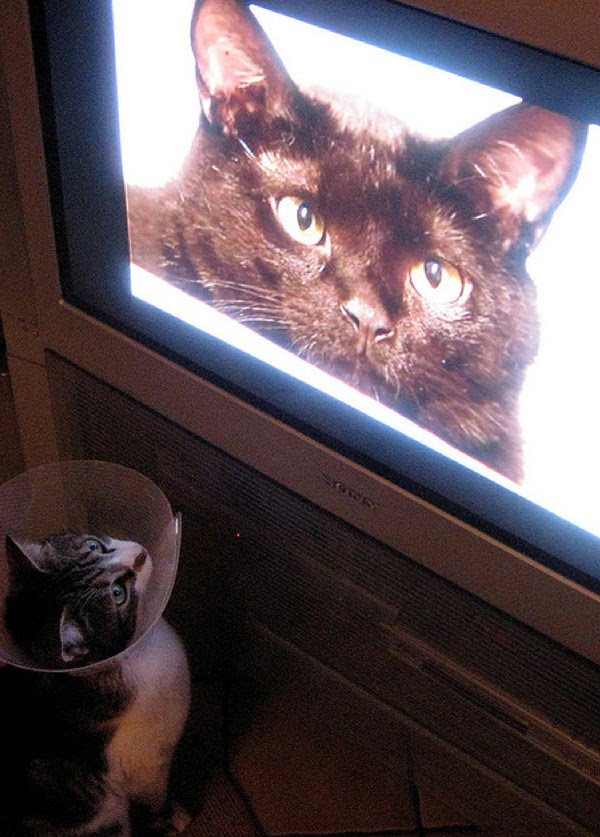 Pictures Of Cats Watching Cats On TV