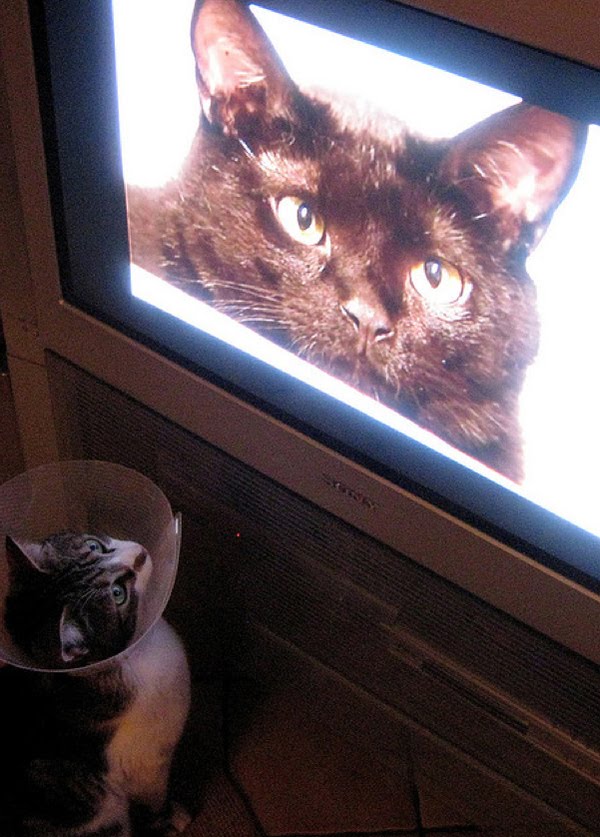 Включи на телевизоре животных. Домашние животные ТВ. Кот телезритель. Телевизор вот. Телевизоры тоже есть.