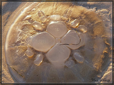 медуза на песке, Medusa