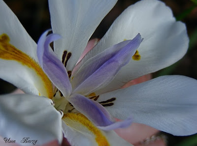 фото цветов, Uma Barzy, белый цветок