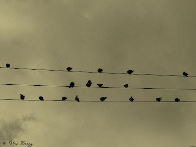 птицы на проводах, птичий нотный стан