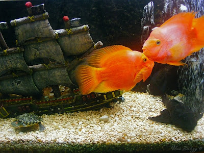 рыбки в аквариуме