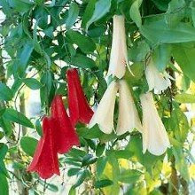 El Copihue - Flor Nacional de Chile