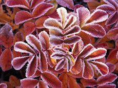 Flores de inverno