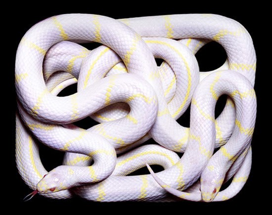 White Yellow Snake 