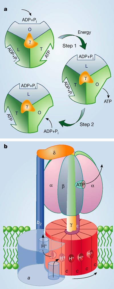 BIPH3001-Frontiers in Biophysics 2010: Molecular Machine Example