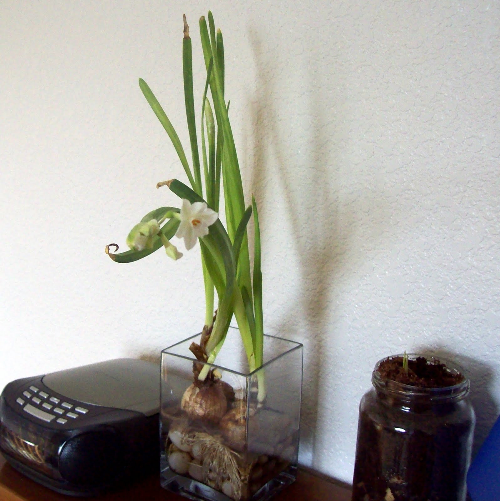 [Paperwhite+starting+to+bloom.jpg]
