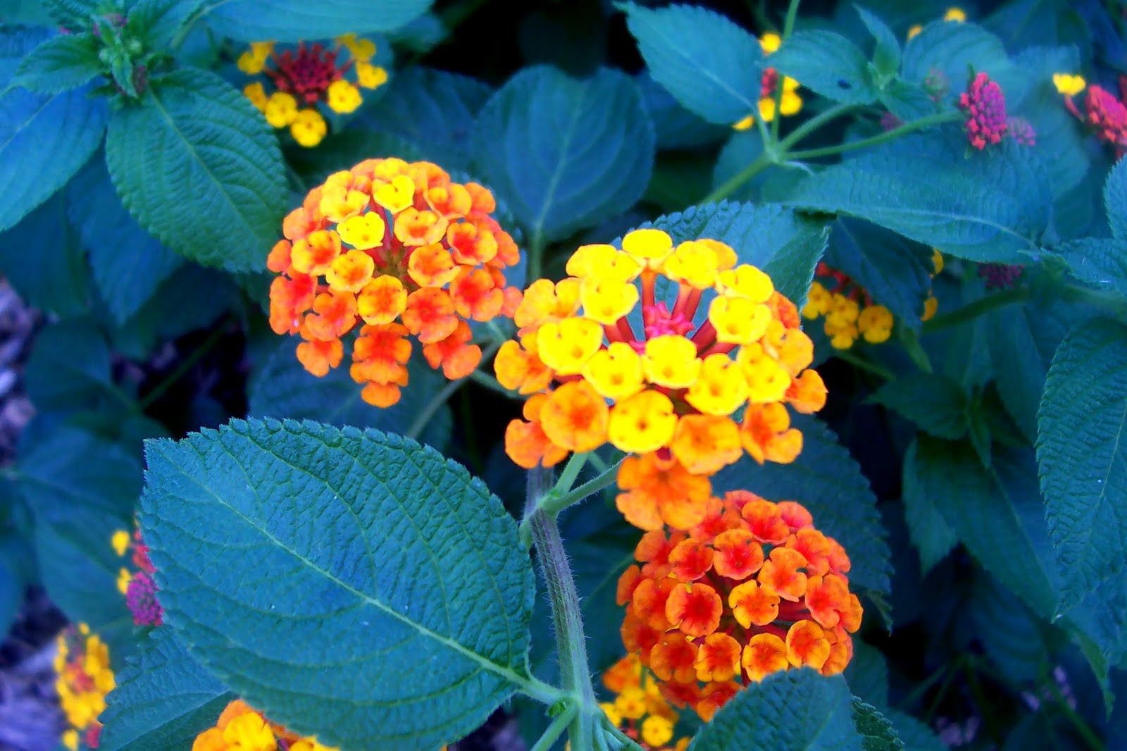 Davy's Louisiana Gardening Blog Why To Plant Lantana