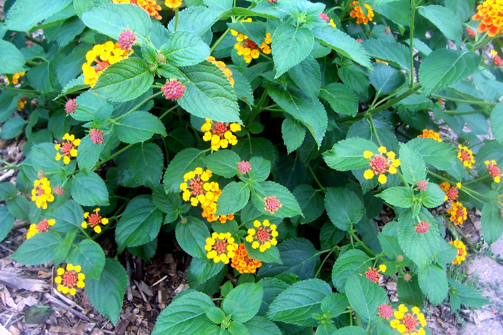 Davy's Louisiana Gardening Blog Why To Plant Lantana