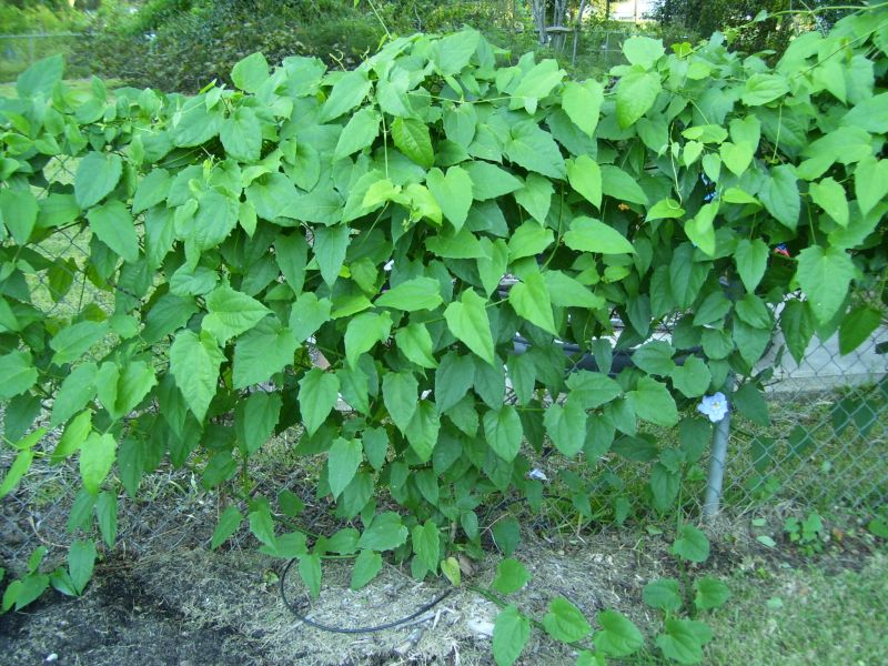 Davy's Louisiana Gardening Blog Spending Time With Clockvine