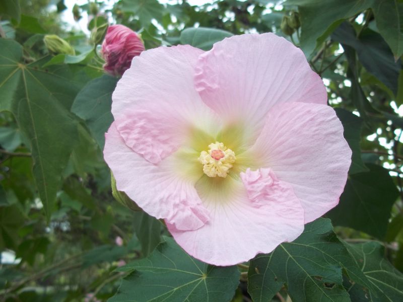 Davy's Louisiana Gardening Blog Another Kind of Rose