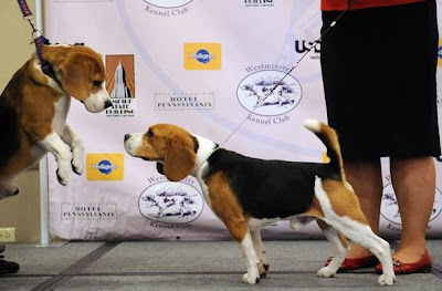 Watch the 2009 Westminster Dog Show at Madison Square Garden with a live TV telecast by USA Network and CNBC.