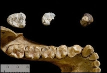 La maxillaire de  Chororapithecus abyssinicus découverte en Ethiopie en 2007 par des chercheurs du musée de l'Université de Tokyo et du Rift Valley Research Service d'Addis Abeba.