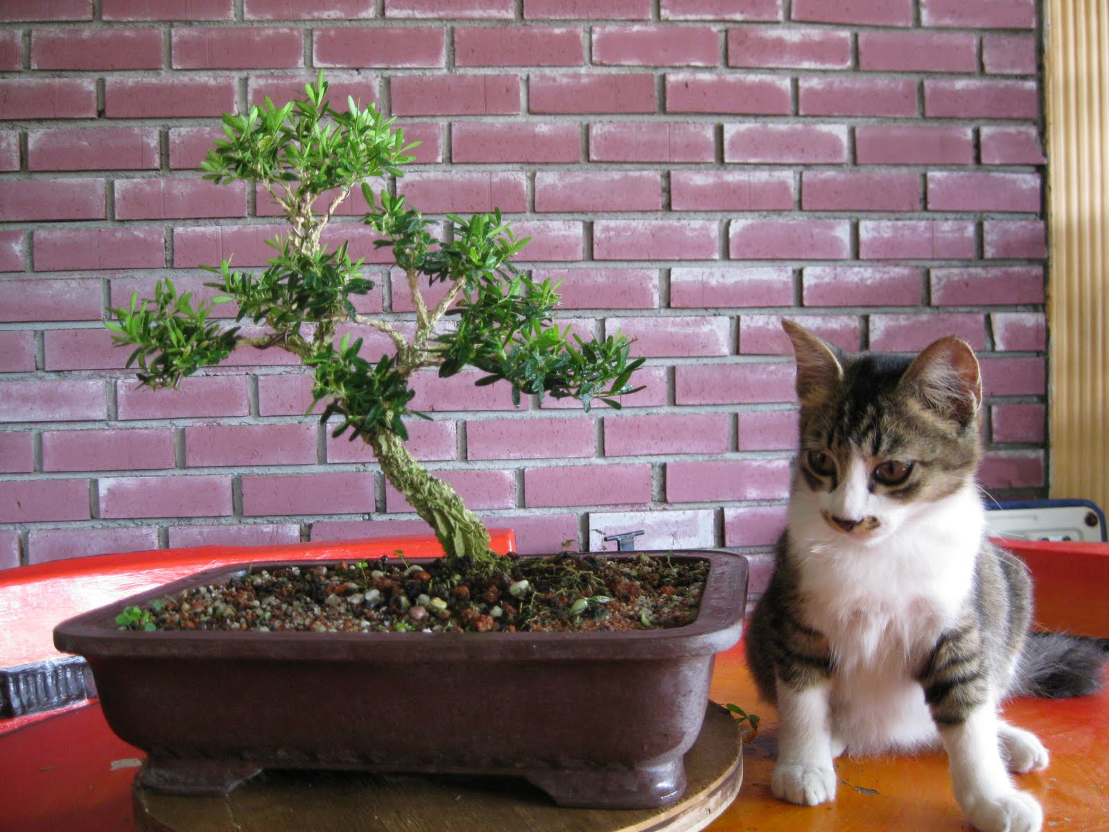 TANAMAN HIAS Bonsai n the cat III