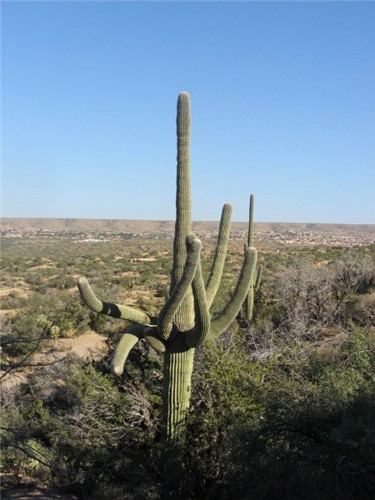 CACTUS, CACTUS AND WIDE OPEN SPACES IN ARIZONA - A BORDER STATE 6 MILES FROM US.