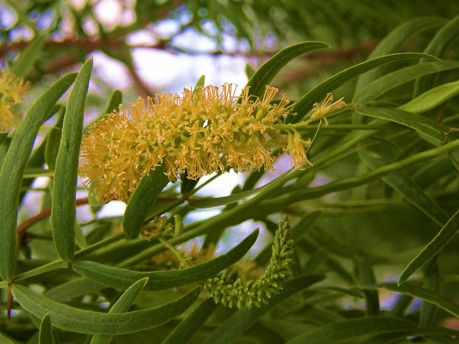 THE BEAUTIFUL FLOWER OF THE MESQUITE TREE & 'PODS'.  LAUGHLIN