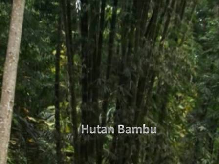 Bambu