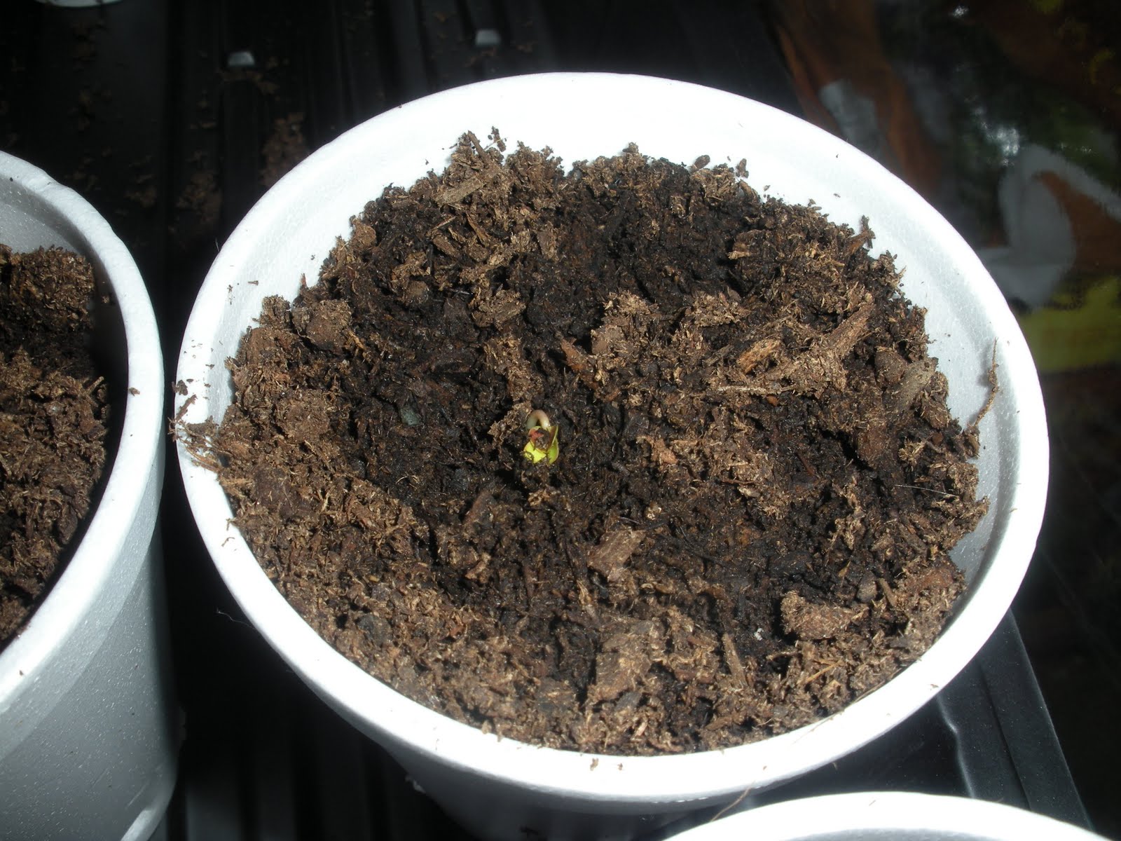 Caffeine Effects on Plants Week 1 Pictures &amp; Observation