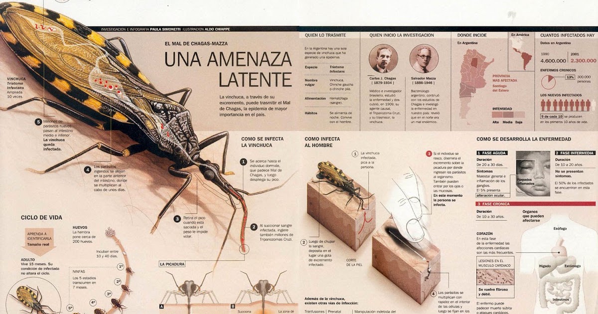 mal de chagas formas de prevencion mal de chagas formas de prevencion
