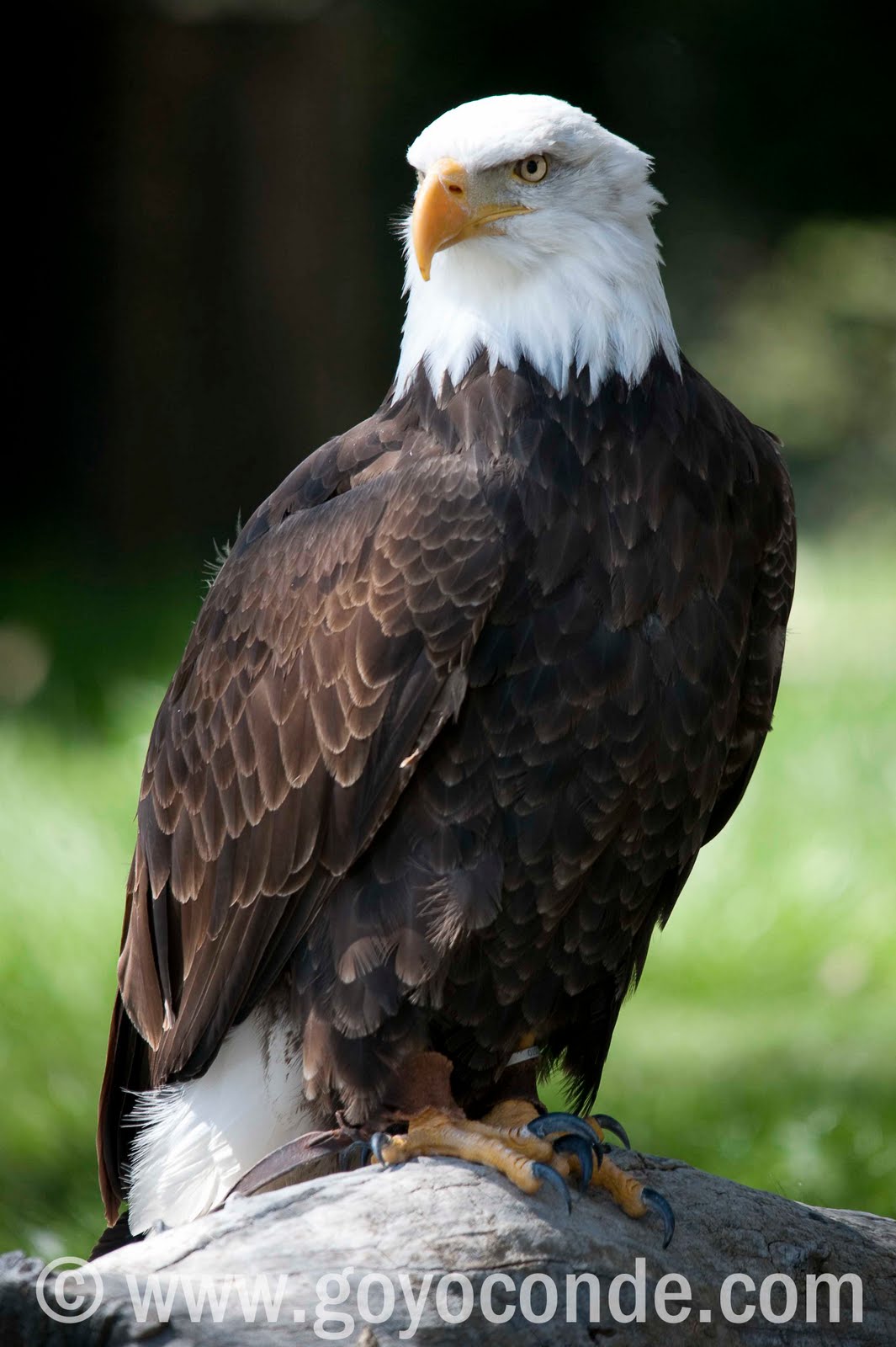 Goyo Conde Fotógrafo Aguila Calva