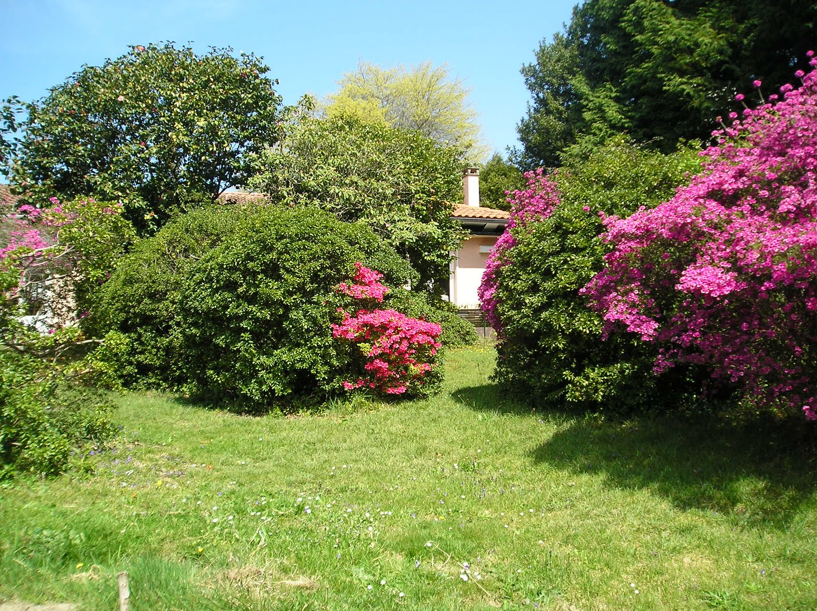 Fleurs Du Pays Basque : La flore – PUWOW