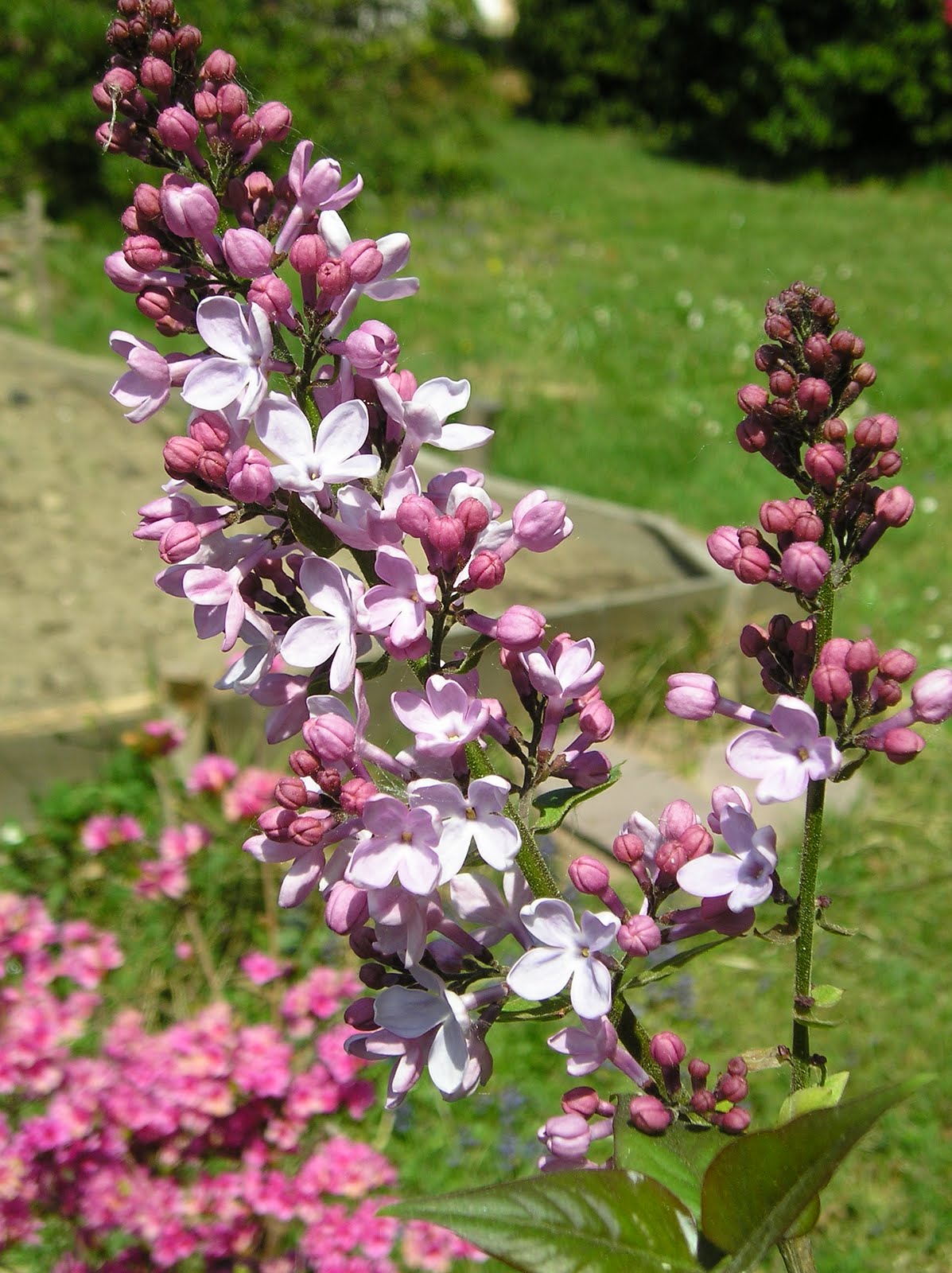 Au jour le jour, la vie au pays basque...: Fleurs...encore