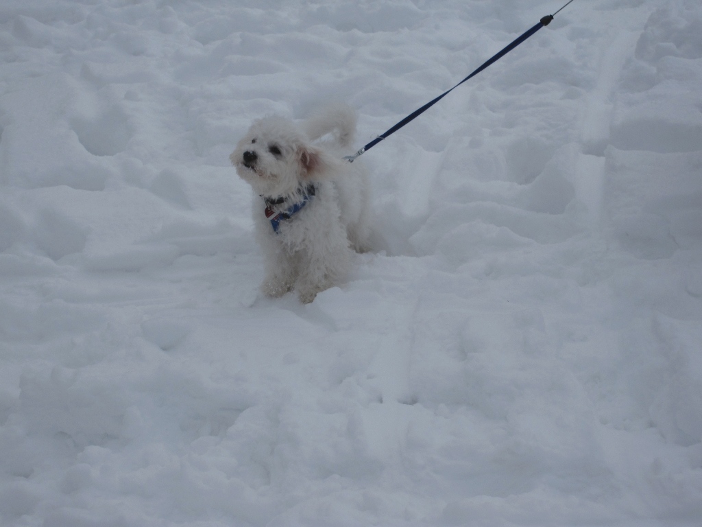 Unser Hund Kimba Beim Schlittenfahren