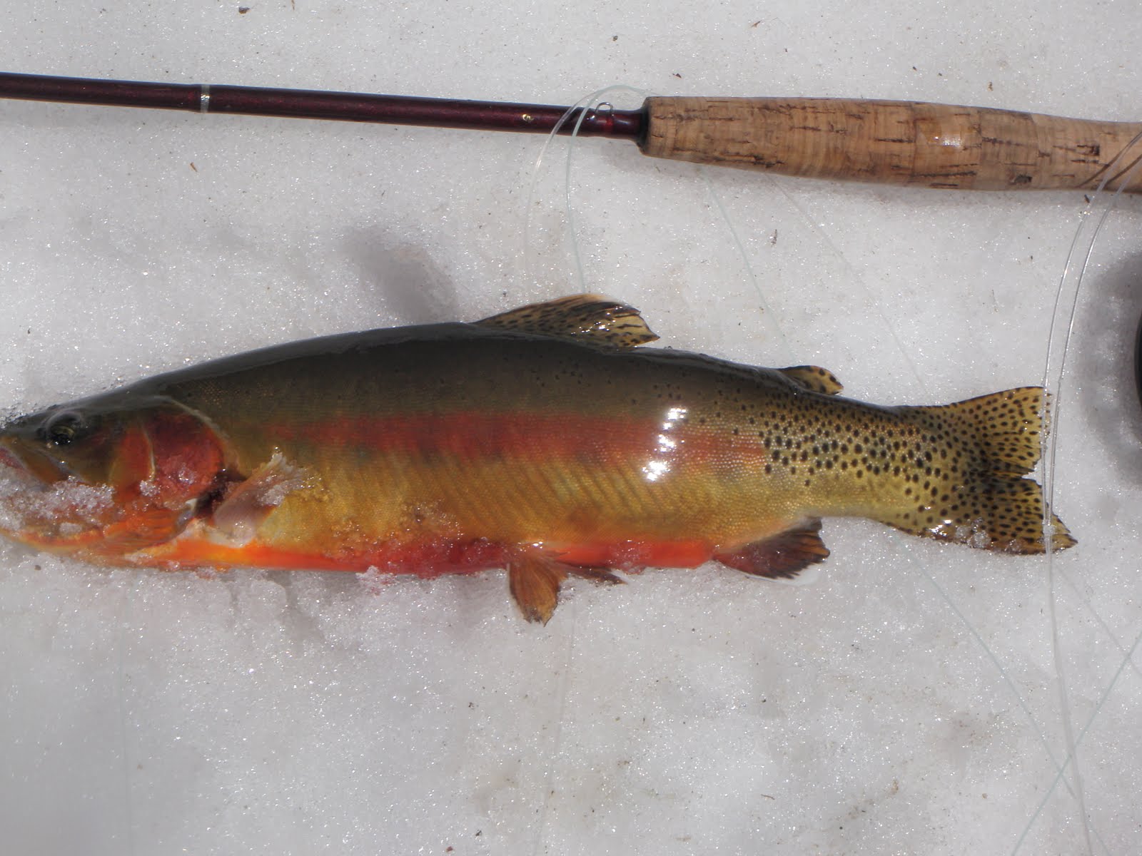 Trout Slayer Golden Trout (21 days)