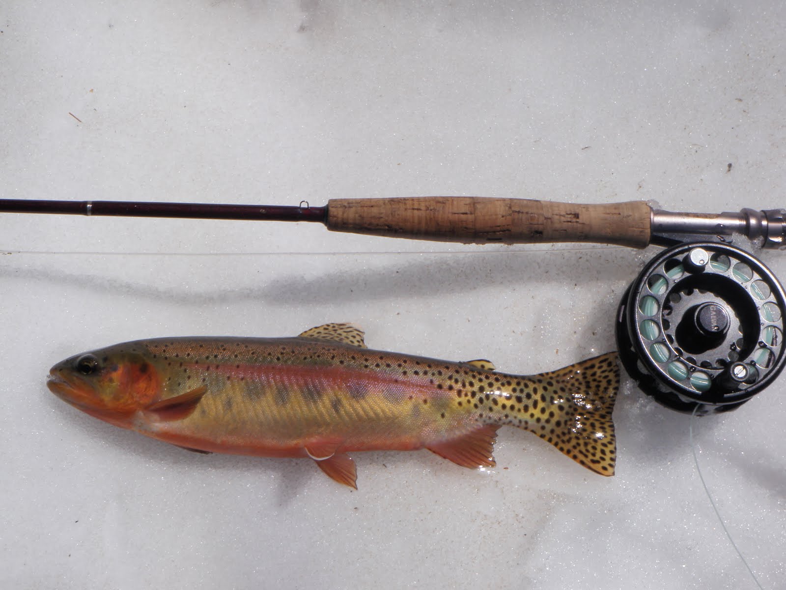 Trout Slayer Golden Trout (21 days)